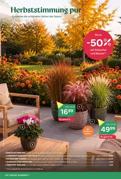 Vorschau der Angebote: bellaflora bellaflora Flugblatt gültig ab 10.09.2026