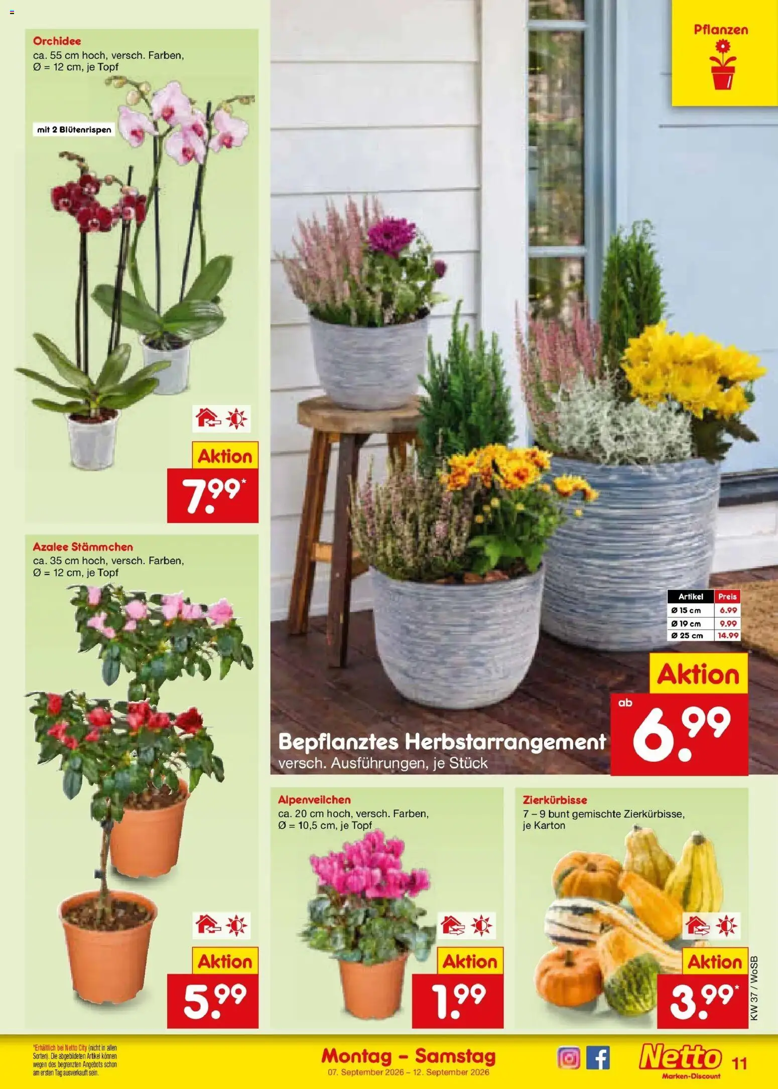 Vorschau von dem Prospekt des Geschäftes Netto Marken-Discount, gültig ab dem 07.09.2026 - Orchidee