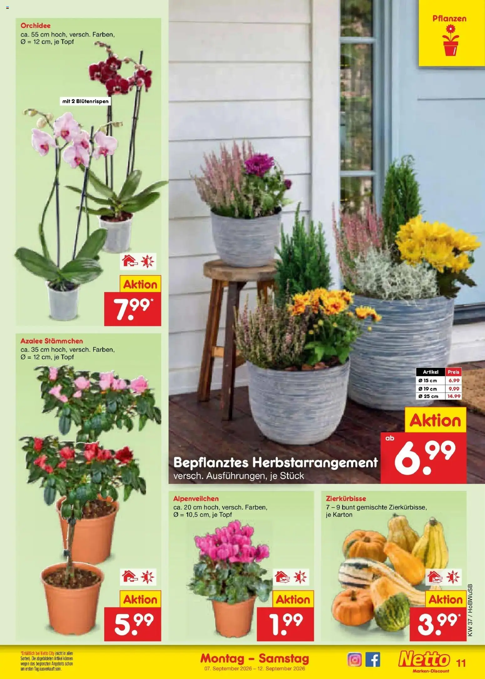 Vorschau von dem Prospekt des Geschäftes Netto Marken-Discount, gültig ab dem 07.09.2026 - Orchidee
