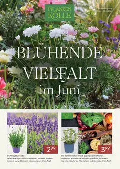 Vorschau von dem Prospekt des Geschäftes Pflanzen-Kölle, gültig ab dem 01.06.2026