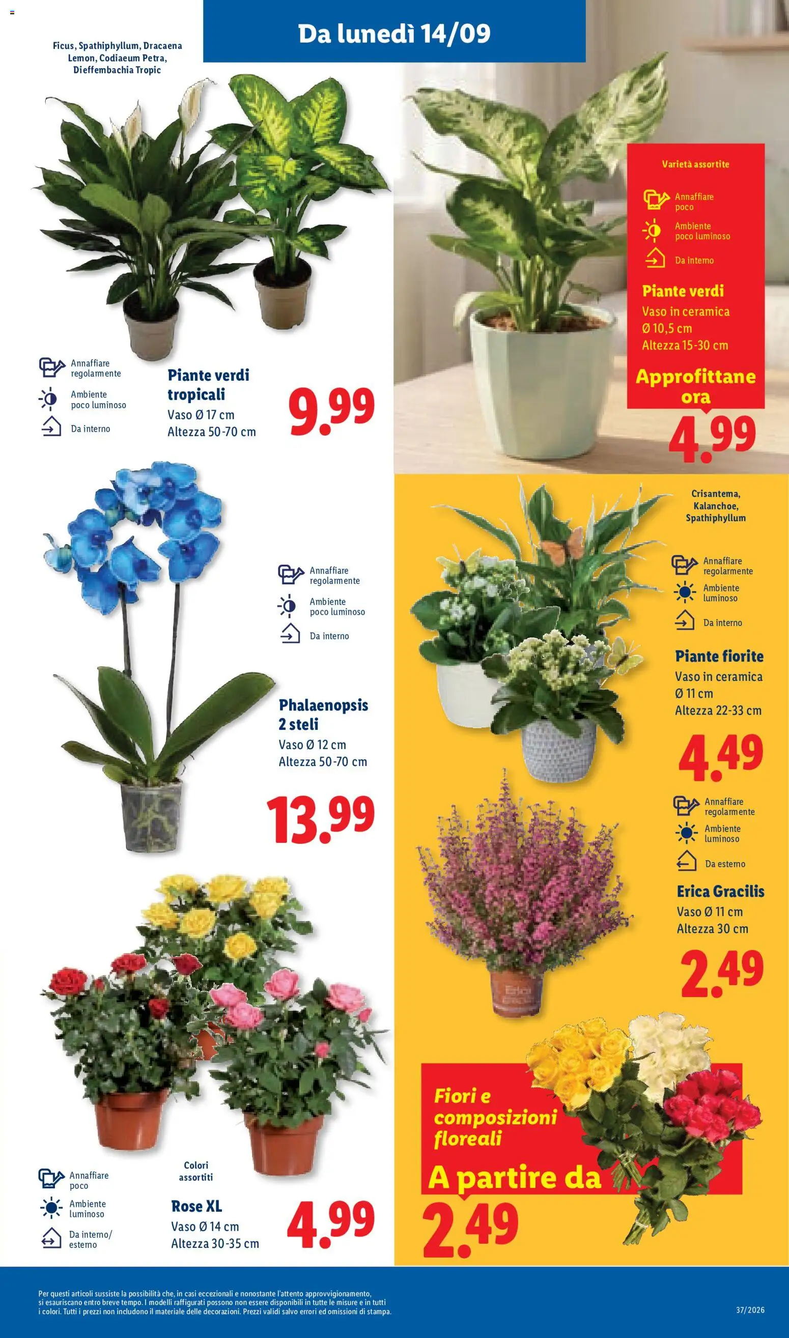 Anteprima dell'opuscolo Lidl volantino dal negozio Lidl valido da 10/09/2026 - Fiori, Erica, Vaso
