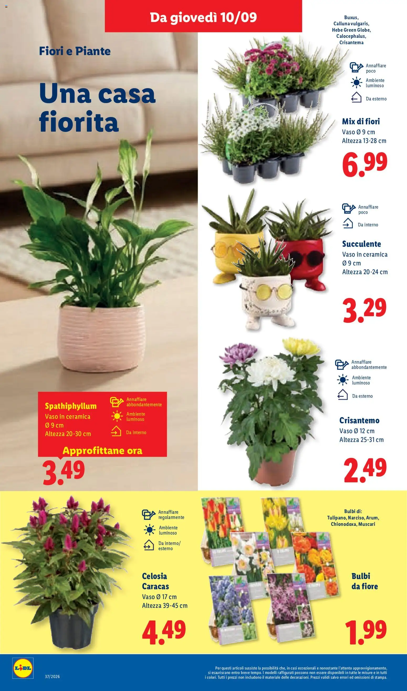 Anteprima dell'opuscolo Lidl volantino dal negozio Lidl valido da 10/09/2026 - Fiori, Vaso