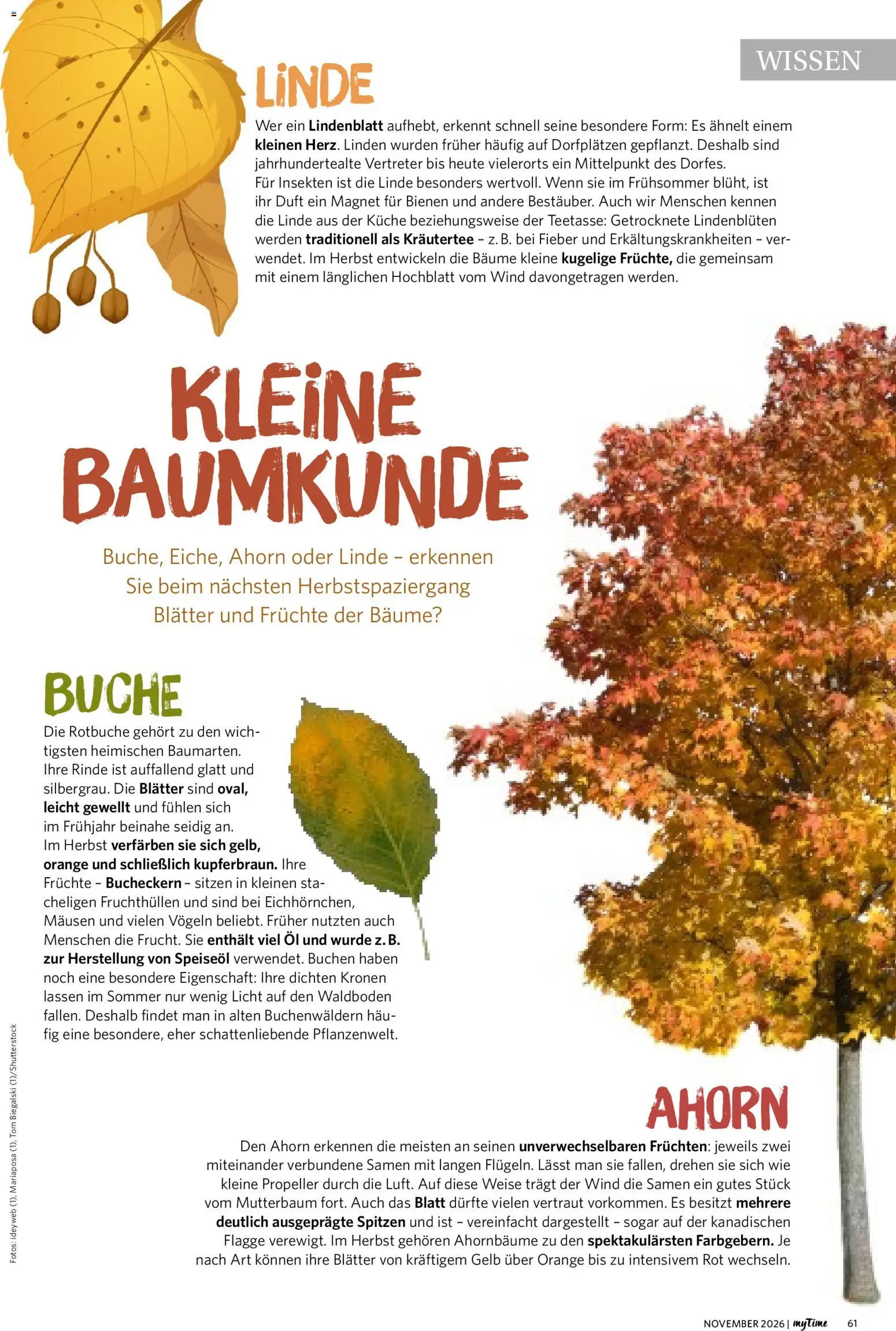 Vorschau von dem Prospekt des Geschäftes Famila Nordwest, gültig ab dem 01.11.2026 - Küche, Öl, Duft, Kräutertee