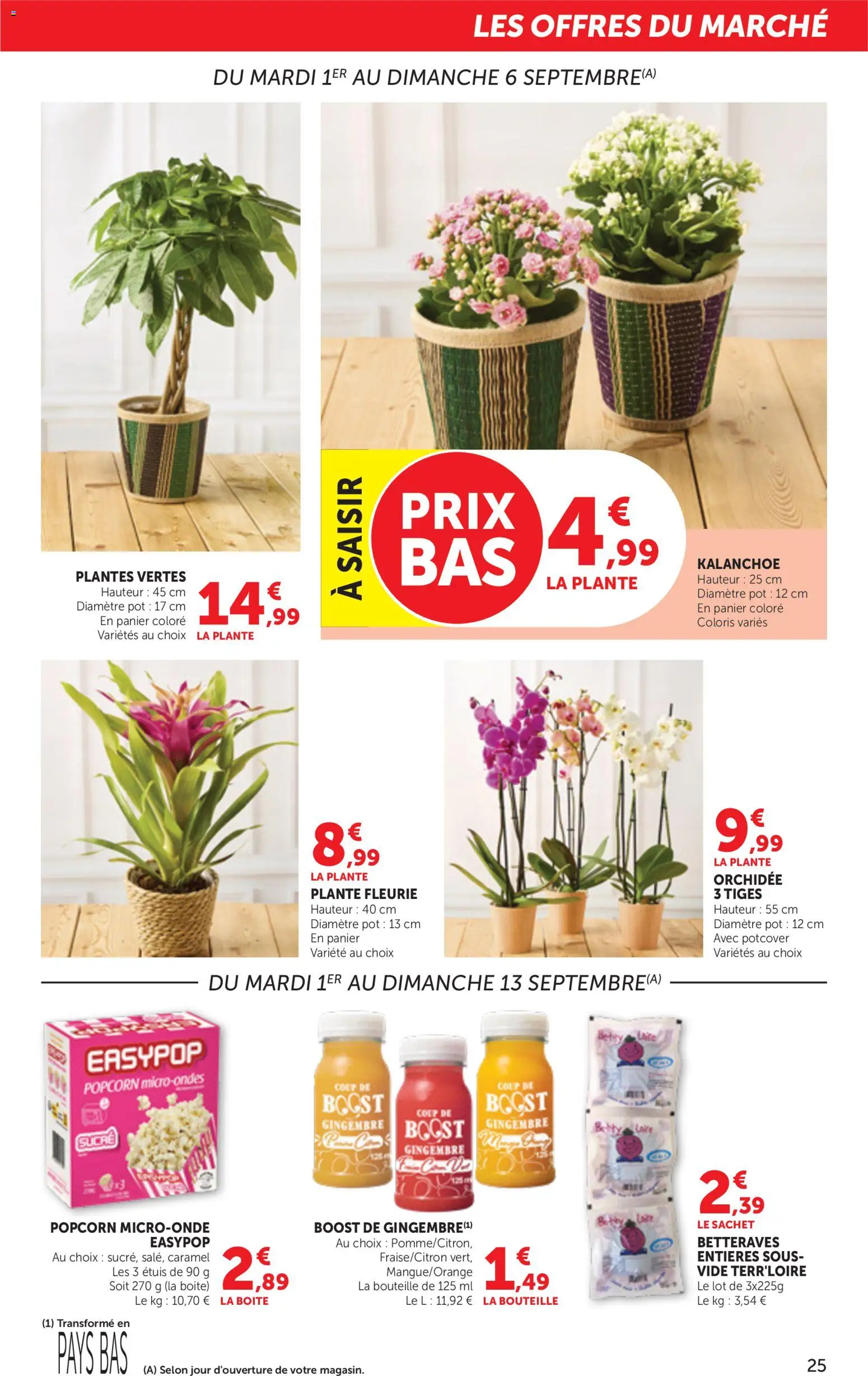 Prévisualisation de bi1 Catalogue la beaute à prix bas du magasin bi1 formulaire valide 01/09/2026 - Plantes, Orchidée, Popcorn, Kalanchoe, Sucre, Panier, Plantes vertes, Orchidee 3 tiges
