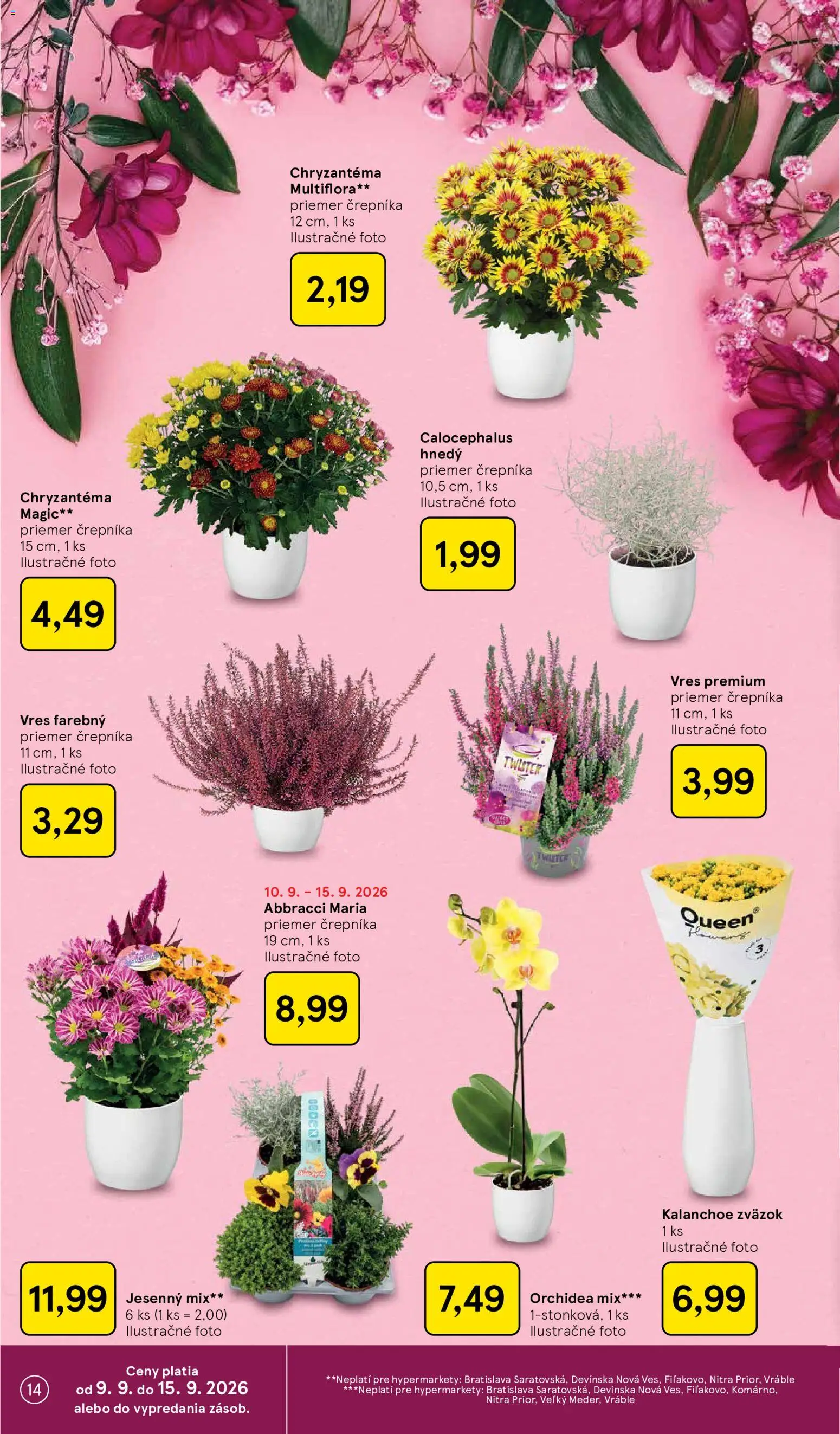 Náhľad Tesco letáku platného od 09.09.2026 - Orchidea