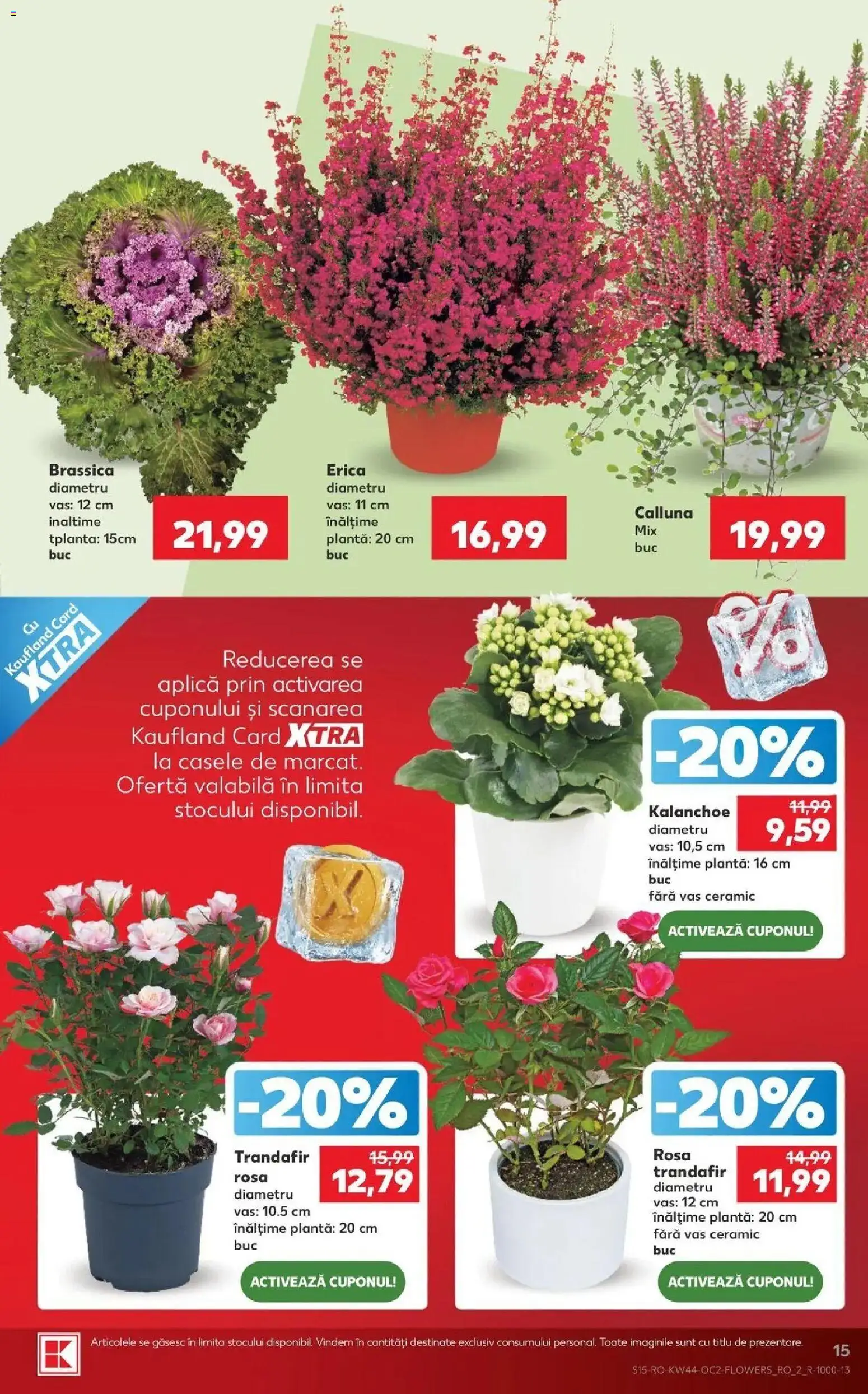 Previzualizarea de cataloage: Kaufland Kaufland Satu Mare valabil de la 28.10.2026 - Trandafir, Aplică