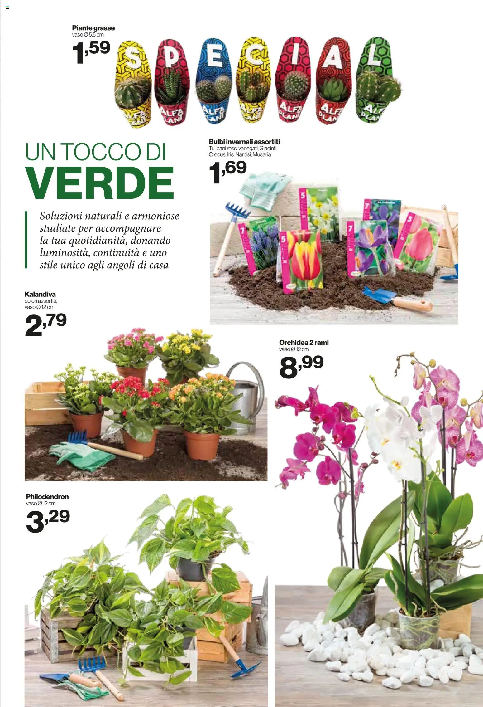Anteprima dell'opuscolo IN's volantino dal negozio IN's valido da 09/09/2026 - Tulipani, Orchidea, Vaso