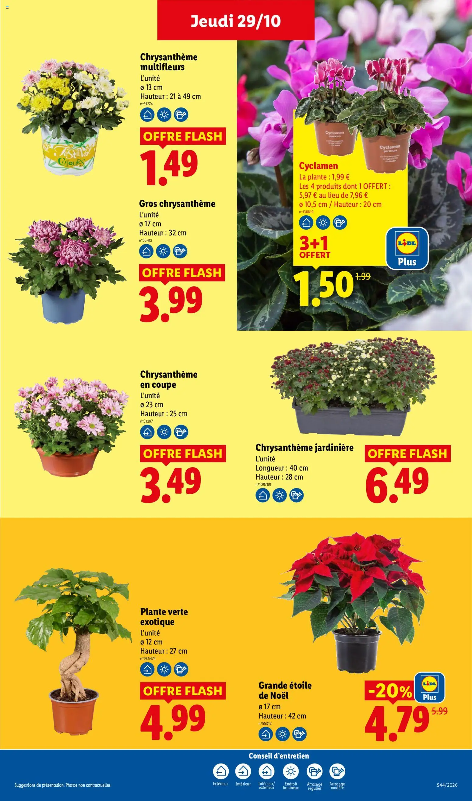 Prévisualisation de LIDL catalogue du magasin LIDL formulaire valide 29/10/2026 - Chrysanthème, Poinsettia, Jardinière, Cyclamen, Plante verte, Grande etoile de noel, Gros chrysantheme