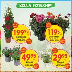 Förhandsgranska reklamblad EKO erbjudanden från butik EKO gäller från 01/06/2026