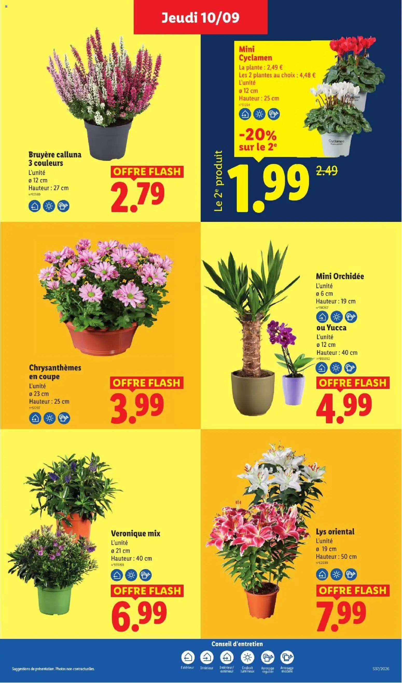 Prévisualisation de LIDL catalogue du magasin LIDL formulaire valide 10/09/2026 - Plantes, Orchidée, Chrysanthèmes, Cyclamen, Bruyère, Lys oriental, Mini orchidée