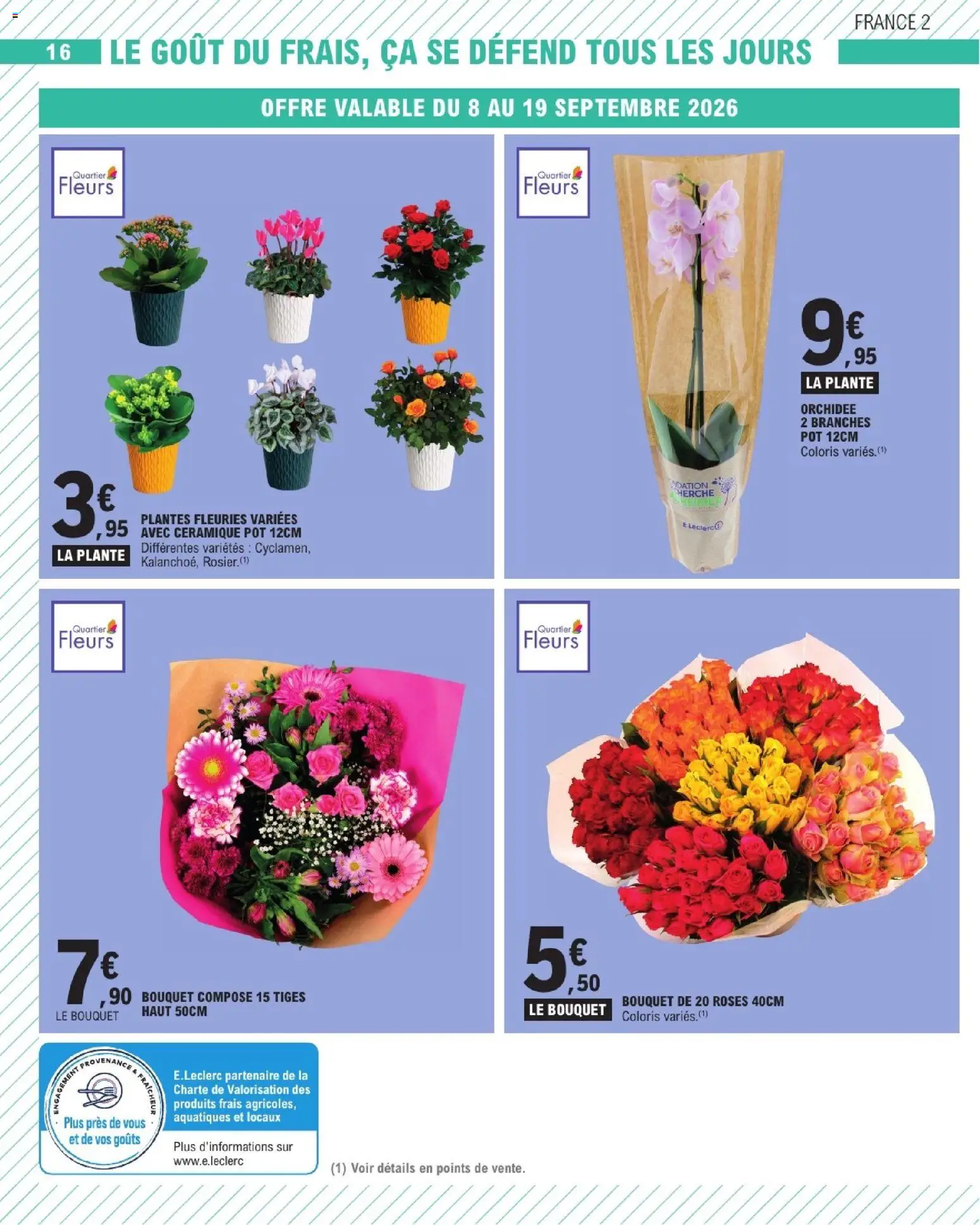 Prévisualisation de E.Leclerc catalogue du magasin E.Leclerc formulaire valide 08/09/2026 - Fleurs, Plantes, Orchidée