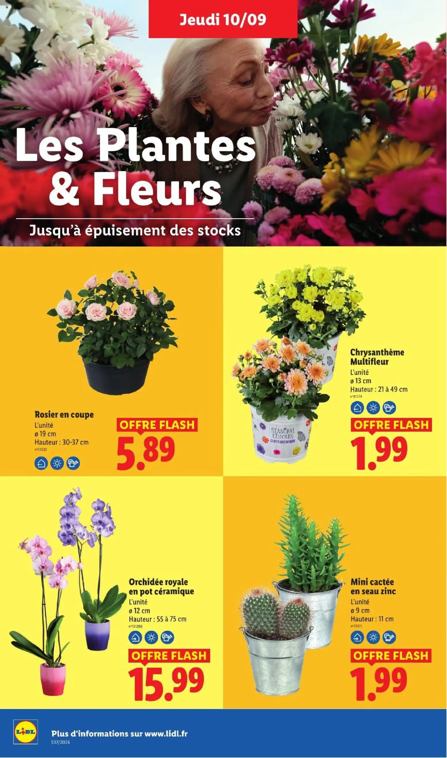 Prévisualisation de LIDL catalogue du magasin LIDL formulaire valide 10/09/2026 - Fleurs, Plantes, Orchidée, Chrysanthème, Cactus, Rosier, Chrysanthème multifleur, Orchidee royale en pot ceramique