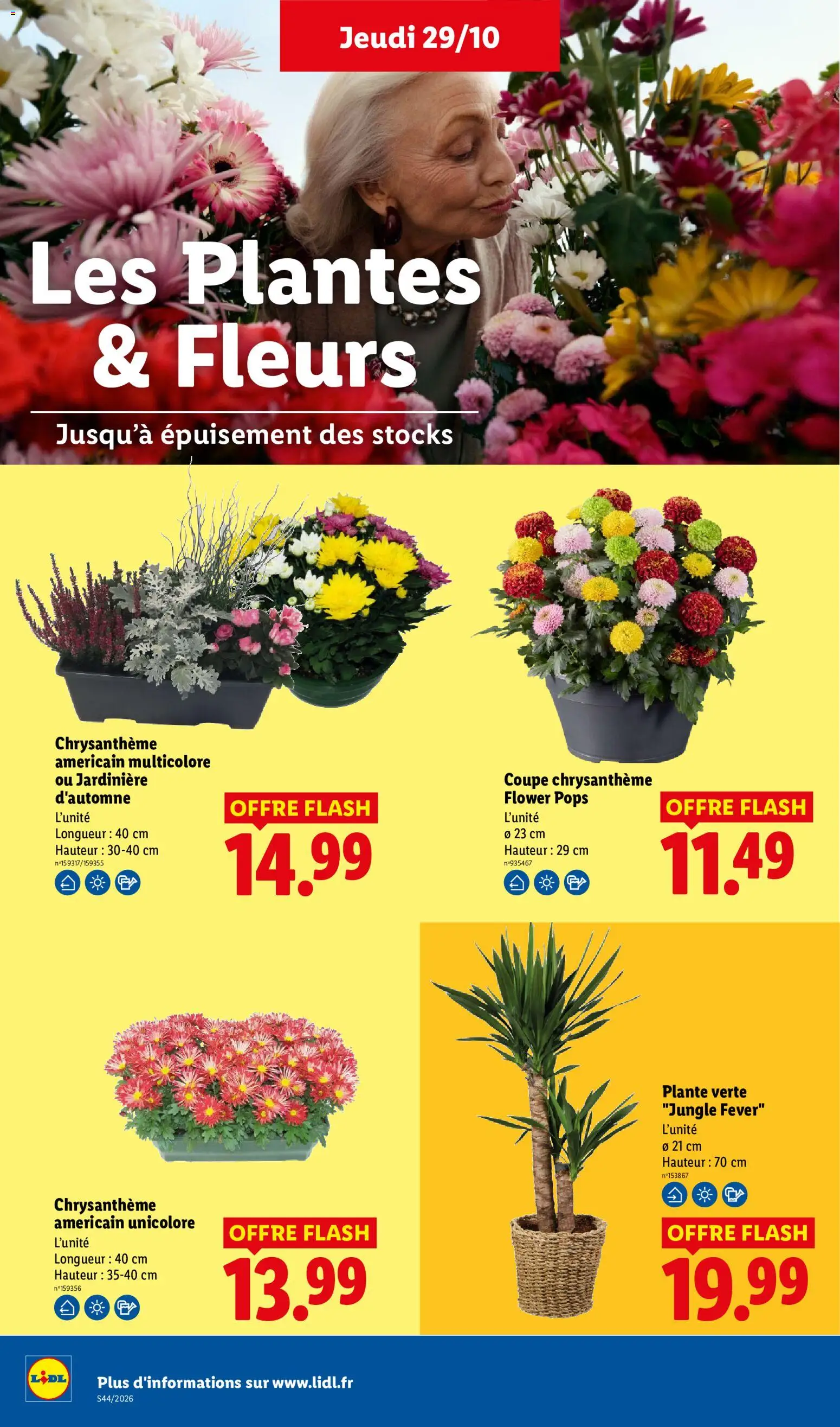 Prévisualisation de LIDL catalogue du magasin LIDL formulaire valide 29/10/2026 - Fleurs, Plantes, Chrysanthème, Jardinière, Plante verte, Plante verte jungle fever