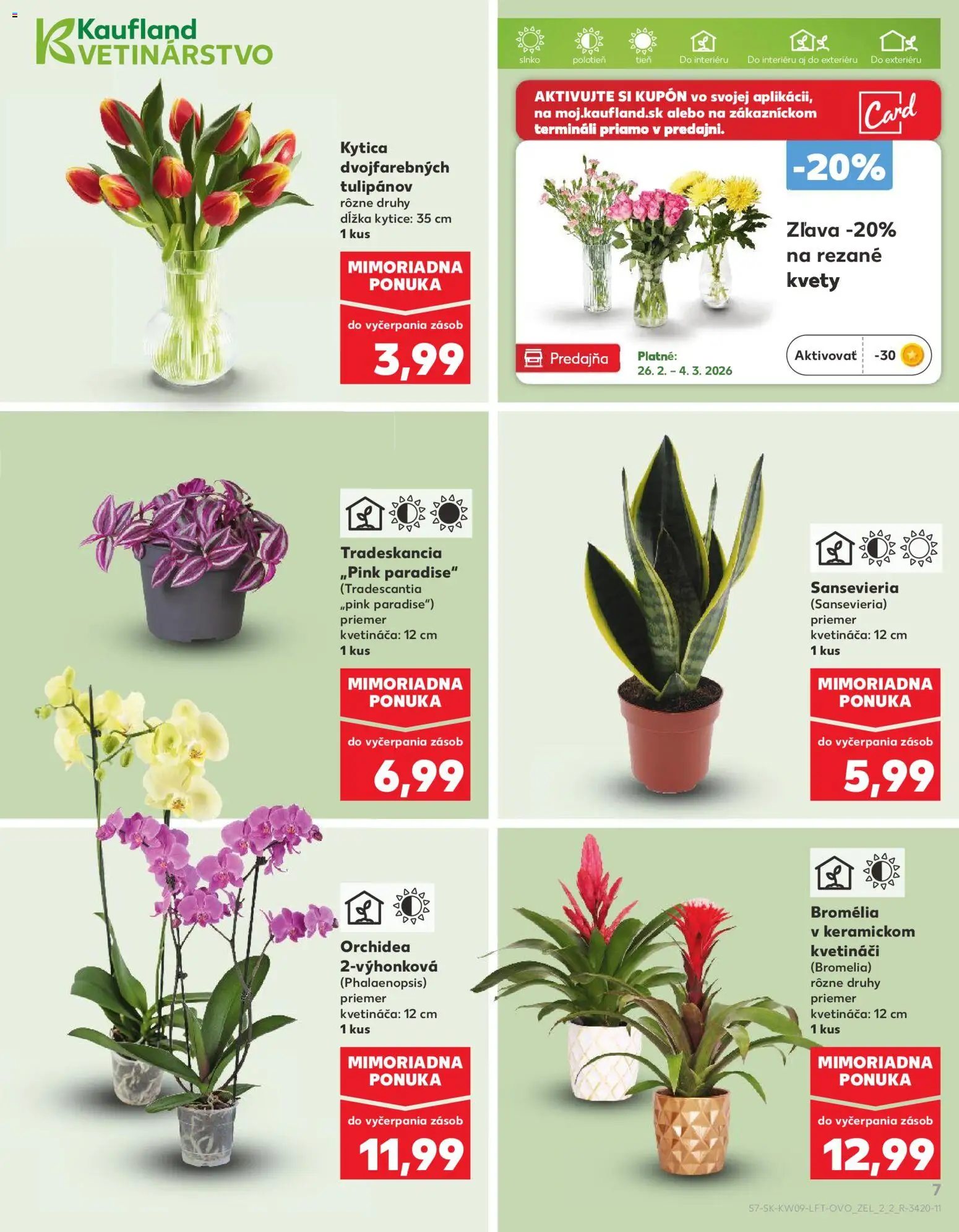 Náhľad Kaufland letáku platného od 26.02.2026 - Kvety, Orchidea